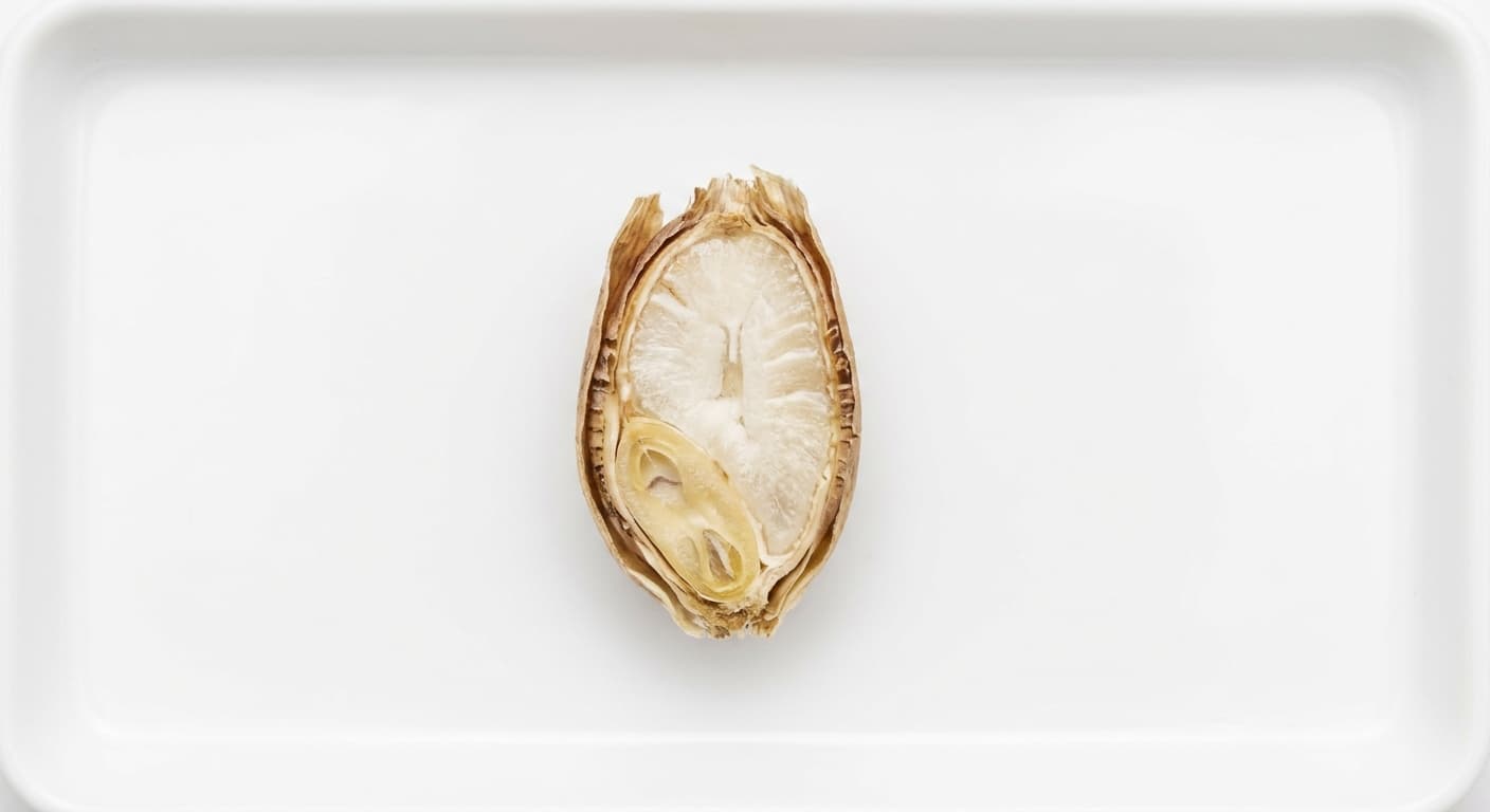 Scoville Splice Sorghum cross-section research specimen